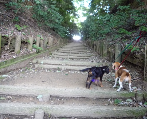 夏が戻ってきたよ_b0045357_1324172.jpg