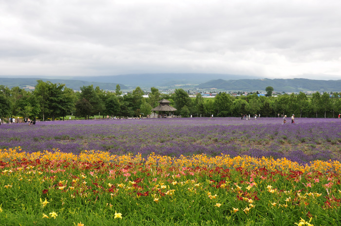 美瑛、富良野　花_b0030558_14515380.jpg