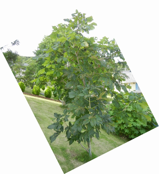 2011年7月24日(日)夏の木は伸び放題!_f0060461_16493866.jpg