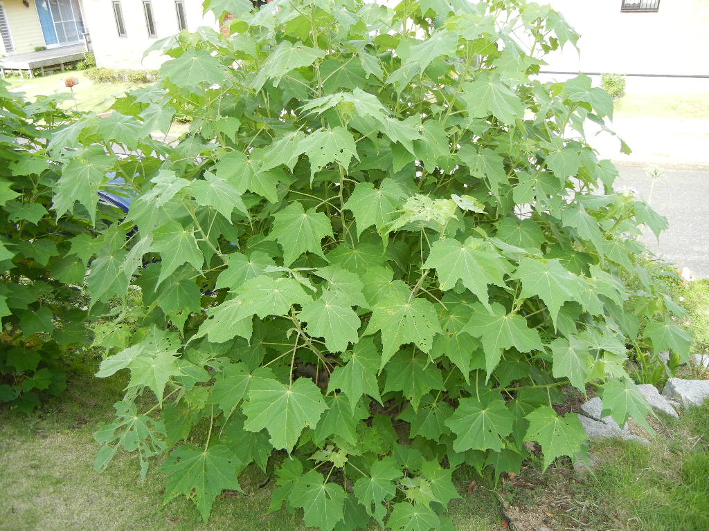 2011年7月24日(日)夏の木は伸び放題!_f0060461_16505125.jpg