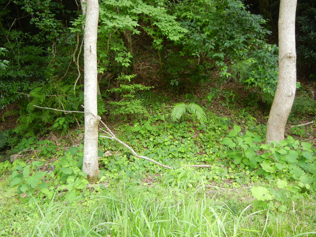 2011年7月24日(日)夏の木は伸び放題!_f0060461_16582435.jpg