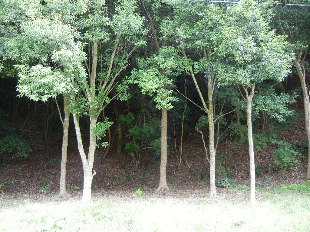 2011年7月24日(日)夏の木は伸び放題!_f0060461_1829186.jpg