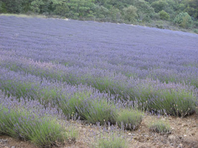 フランス旅行(5)　2007/7/26　南仏プロヴァンスをドライブ_f0123673_2240714.jpg