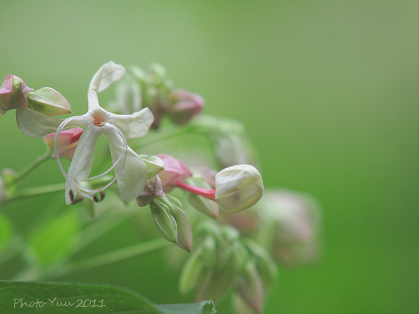 自然教育園の花_b0078874_10123426.jpg