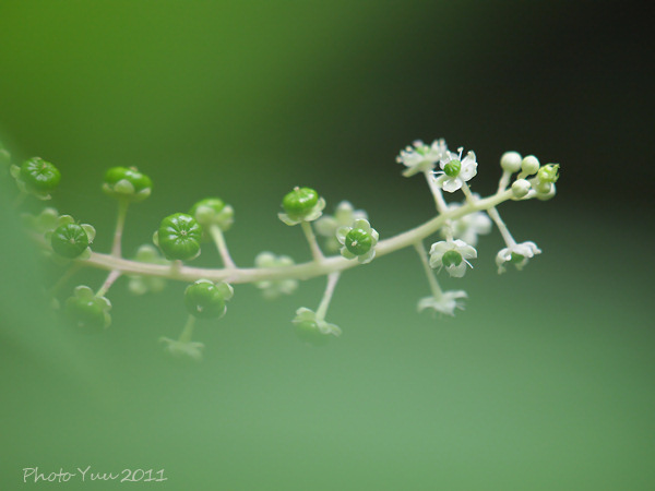 自然教育園の花_b0078874_10134470.jpg