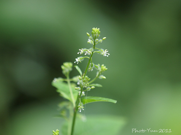 自然教育園の花_b0078874_10151977.jpg