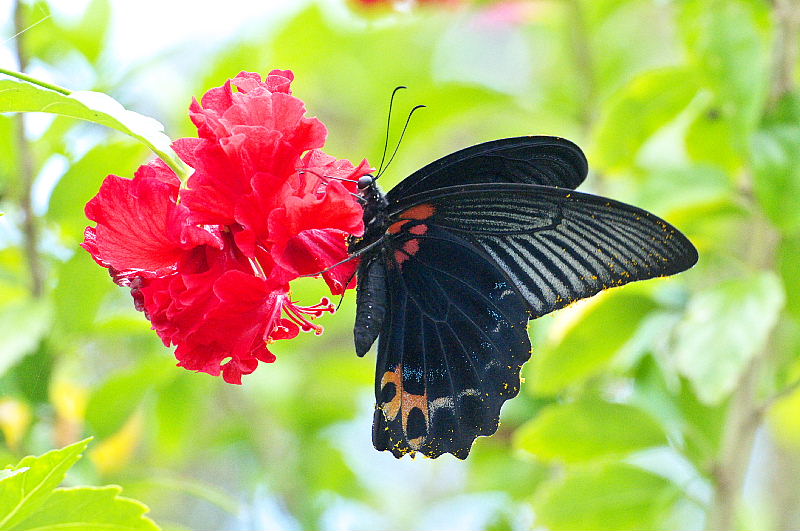 沖縄遠征:2（フタオチョウ:2011/7/17）_f0031682_8434174.jpg