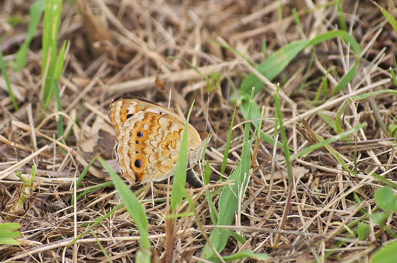 沖縄遠征:2（フタオチョウ:2011/7/17）_f0031682_8465794.jpg