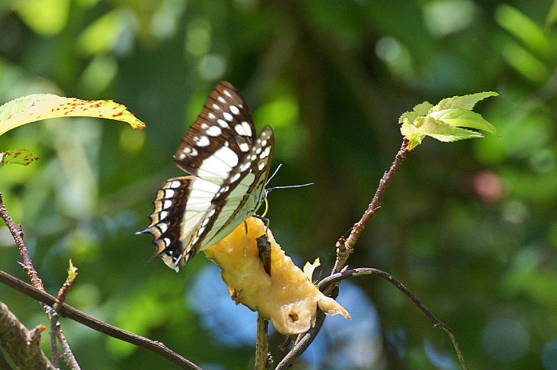 沖縄遠征:2（フタオチョウ:2011/7/17）_f0031682_8484074.jpg