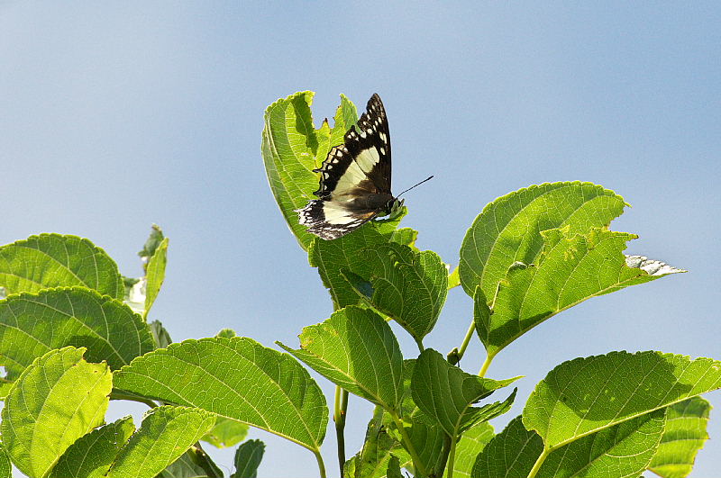 沖縄遠征:2（フタオチョウ:2011/7/17）_f0031682_8515627.jpg