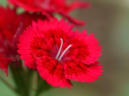 なでしこは夏の花なんですね、だからなでしこジャパンも頑張ったのかな~_b0175688_18533793.jpg