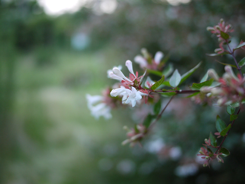 パンケーキ LUMIX G 20mm/F1.7 ASPH. _b0174191_233135.jpg