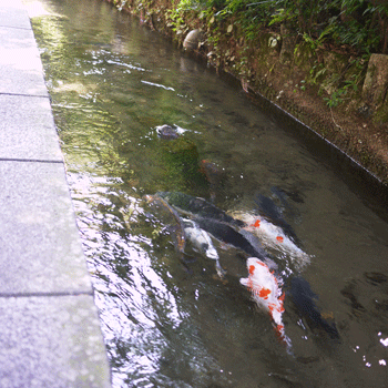 a0150193_1521289.gif