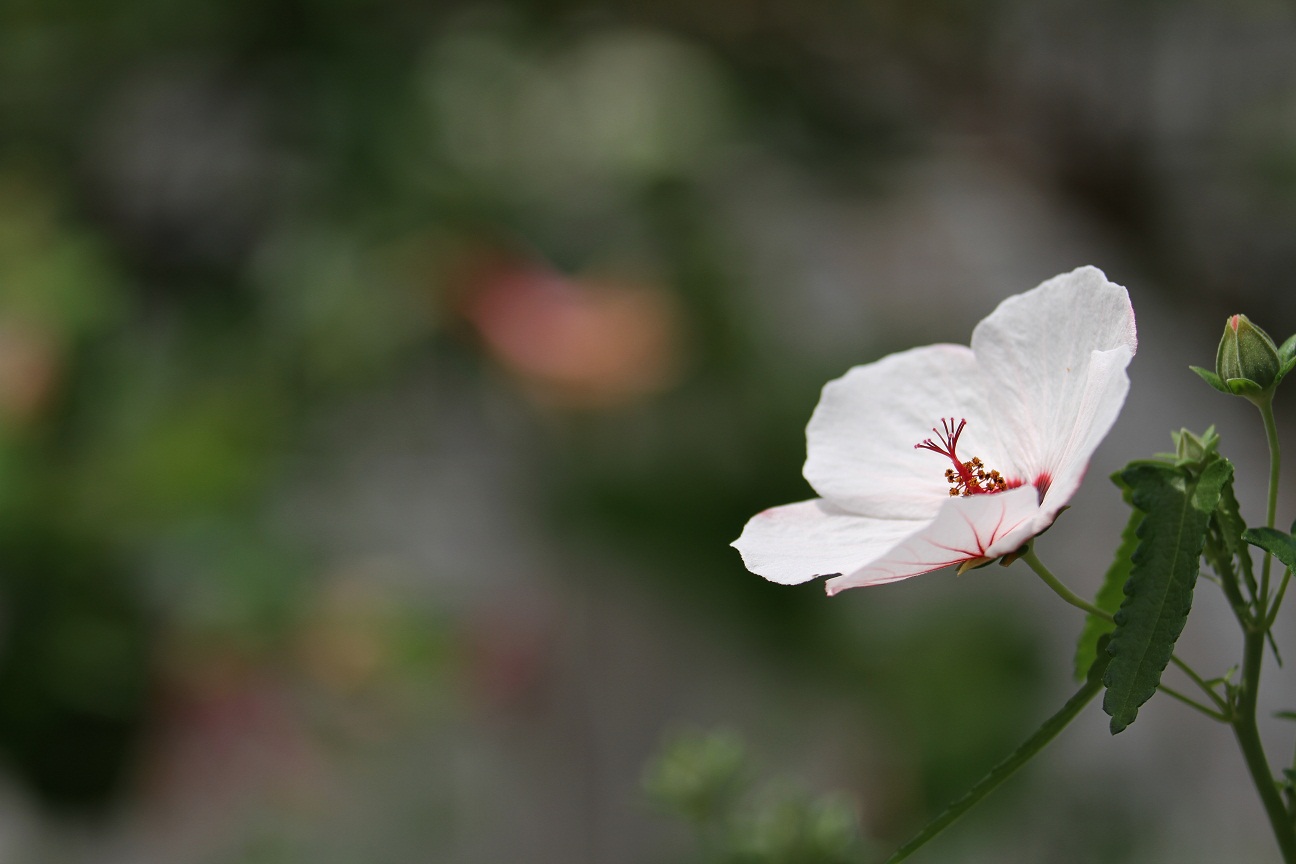 最大73 オフ ウォールステッカー 花 青い花 白い花 ハチドリ フヨウ 高砂芙蓉 タカサゴフヨウ 和洋 神秘的 きれいな花 癒し やさしい Cool Kawaii Supplystudies Com