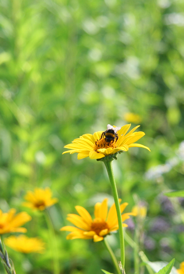 蜂のかきいれ時・札幌　百合が原公園_d0117900_19583492.jpg