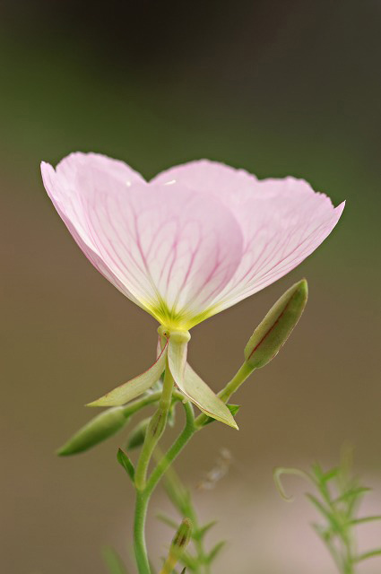 昼咲月見草 ピンク 野草デジカメ日記