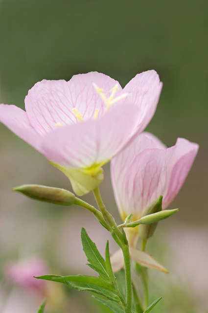 昼咲月見草－ピンク : ☆ 野草デジカメ日記☆