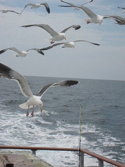 Boat Fishing_f0038904_15525915.jpg