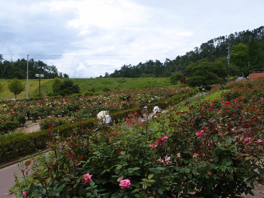 静かなバラ公園_f0138305_20471762.jpg