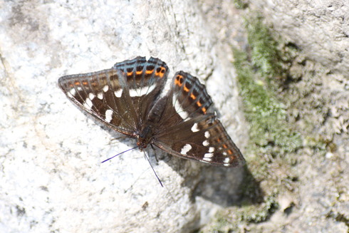 上高地　　　　クモマベニヒカゲ他2011/07/23_d0251807_2225303.jpg