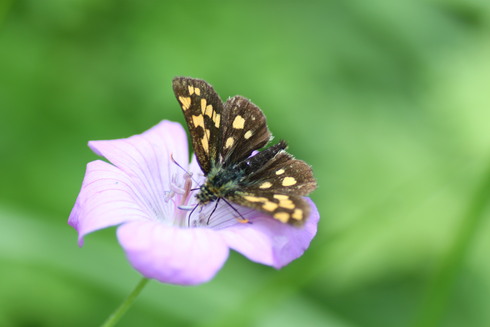 上高地　　　　クモマベニヒカゲ他2011/07/23_d0251807_22272037.jpg