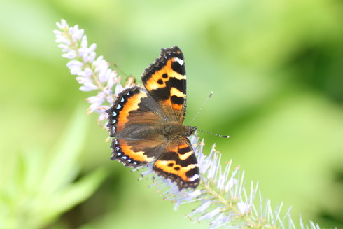 上高地　　　　クモマベニヒカゲ他2011/07/23_d0251807_22273564.jpg