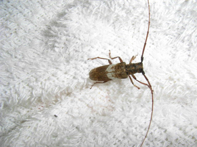 背中に白い模様がついたカミキリ 昆虫ブログ むし探検広場
