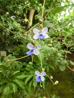 monk\'s foodsと神代植物公園_b0180714_224104.jpg