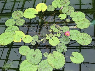 monk\'s foodsと神代植物公園_b0180714_2242116.jpg