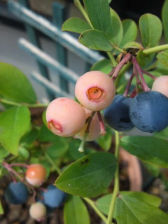 c0152816_16211932.jpg