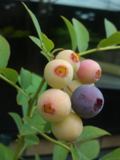 c0152816_16211941.jpg