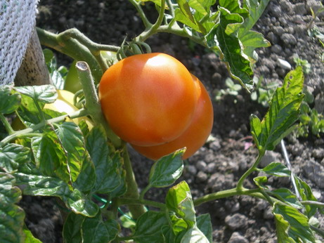 c0124619_4514896.jpg