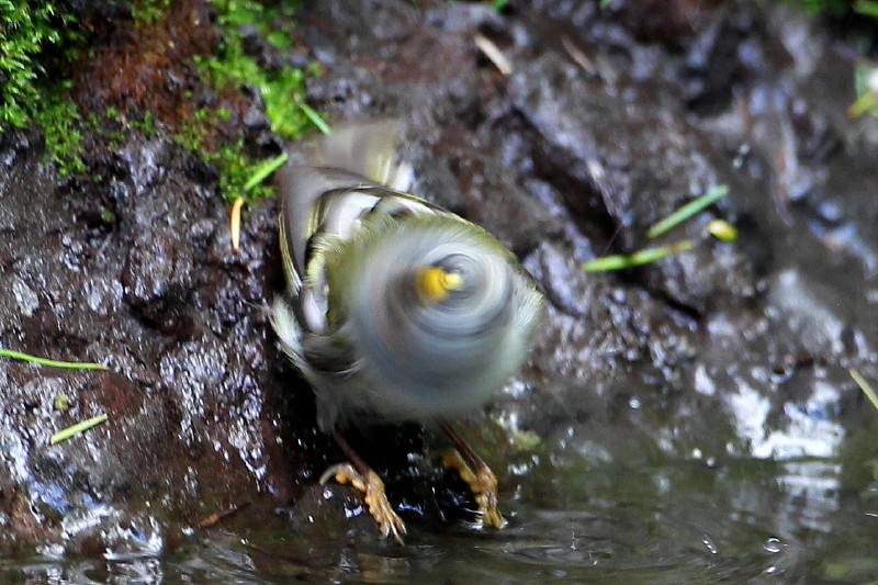 お山の水場⑧_b0179023_20494460.jpg