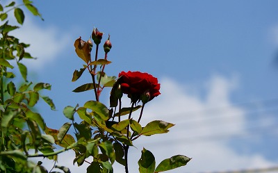 f0170524_1410222.jpg