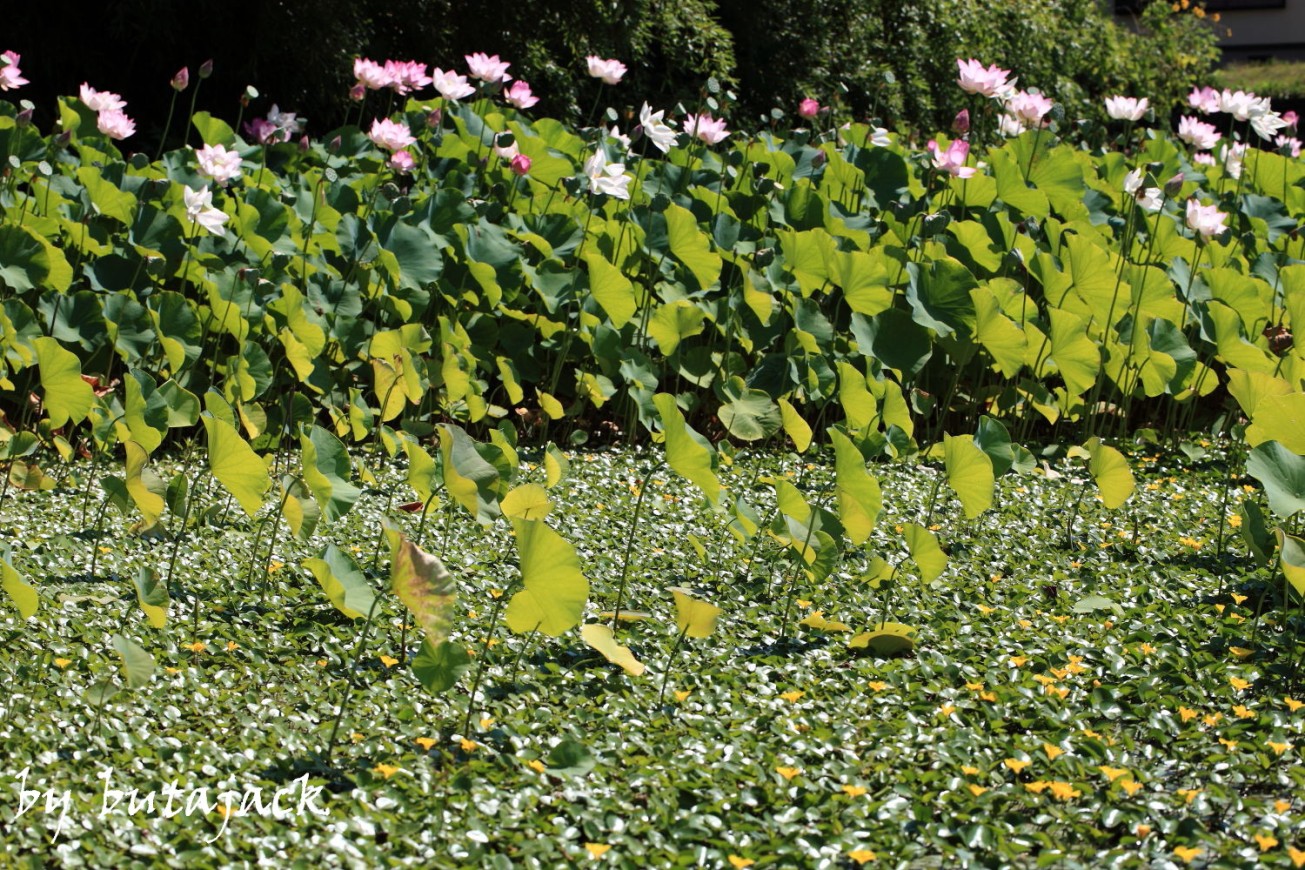 もう～一ヶ所のハスの花・・・_e0220828_2174543.jpg