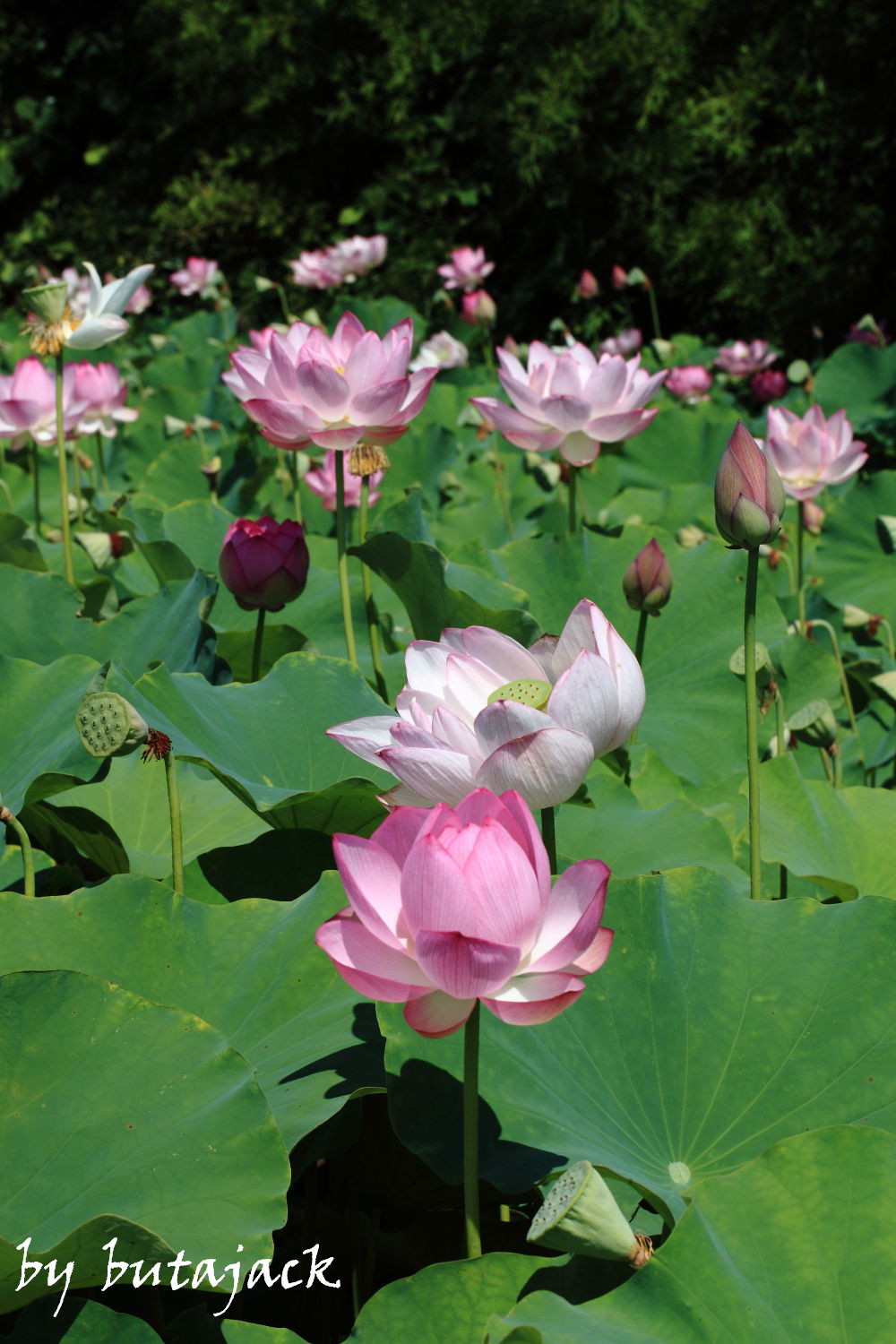 もう～一ヶ所のハスの花・・・_e0220828_218885.jpg