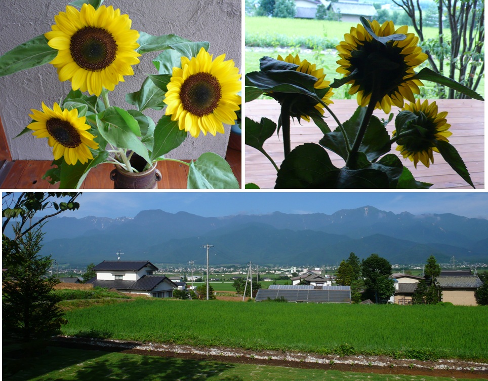 安曇野 ヒマワリと草色の風_a0212730_614999.jpg
