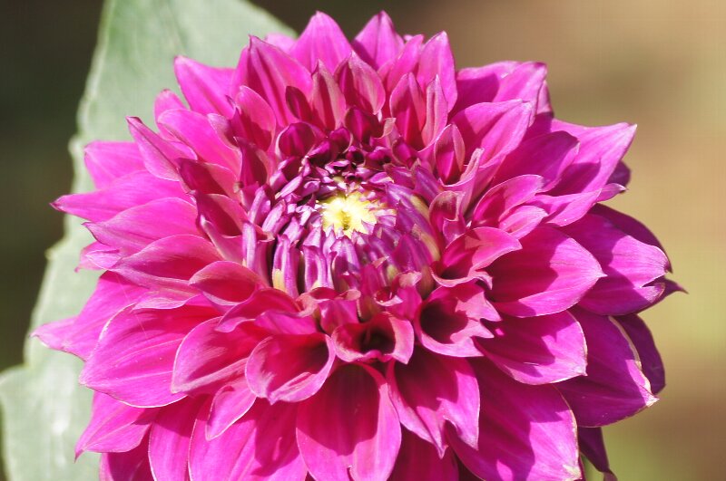 花の名前が面白い 遊び心 後編 さんじゃらっと ｂｌｏｇ
