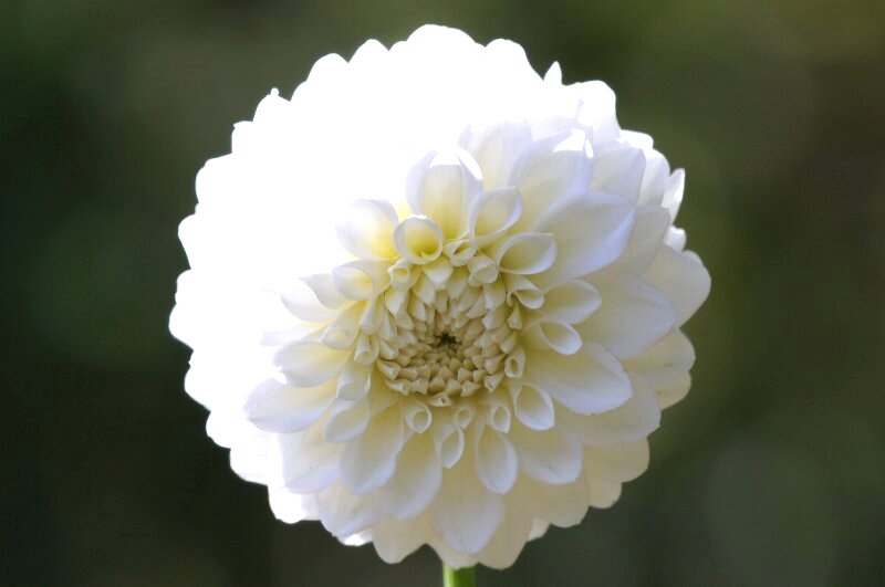 花の名前が面白い 遊び心 後編 さんじゃらっと ｂｌｏｇ