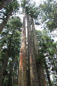 高野山　ESTATE _a0059035_21161116.jpg