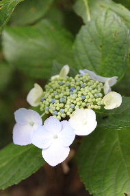 ORTENSIE DI KOUYASAN _a0059035_21322883.jpg