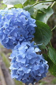 ORTENSIE DI KOUYASAN _a0059035_2132698.jpg