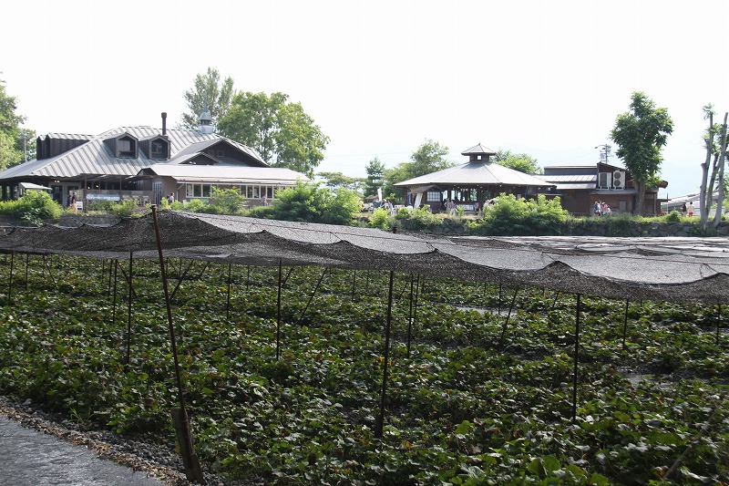 八方尾根と栂池高原の植物を楽しむⅠ_c0115938_2317894.jpg