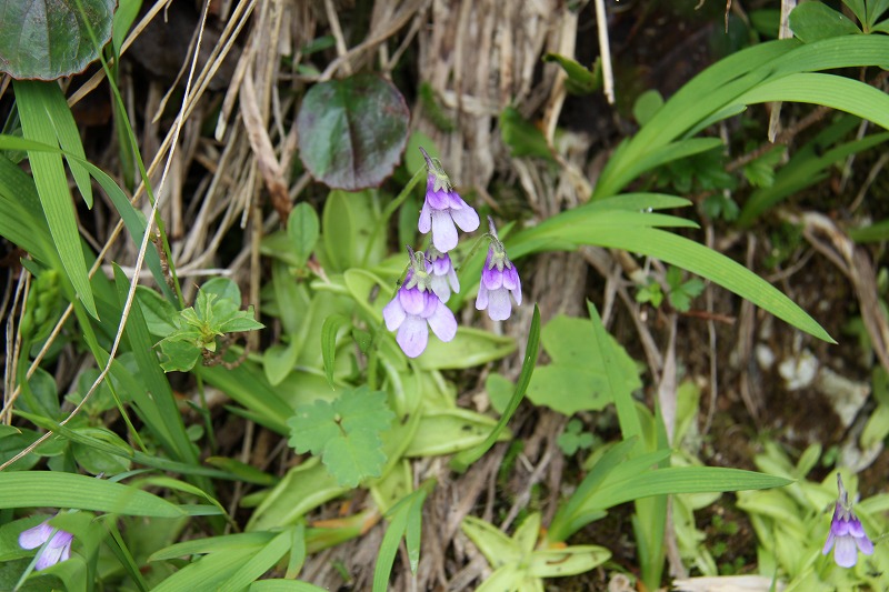 八方尾根と栂池高原の植物を楽しむⅠ_c0115938_2344942.jpg