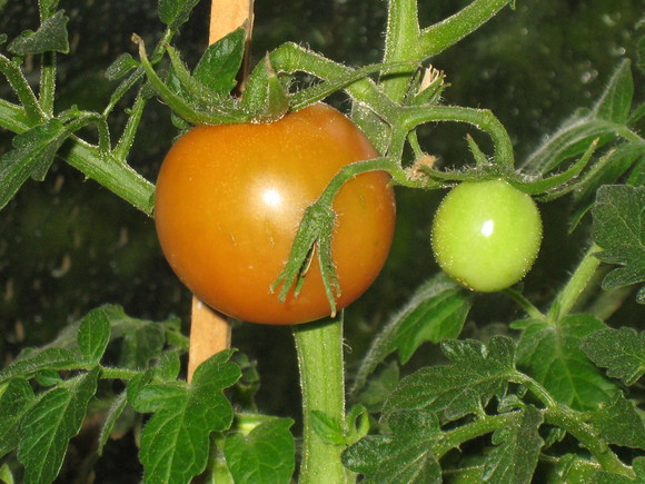 c0212741_52528.jpg