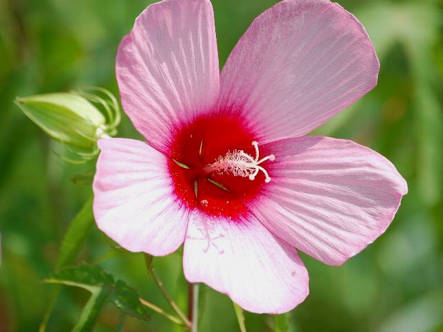 紅葉葵 モミジアオイ ポピュラーな花 紅葉葵 モミジアオイ ポピュラーな花