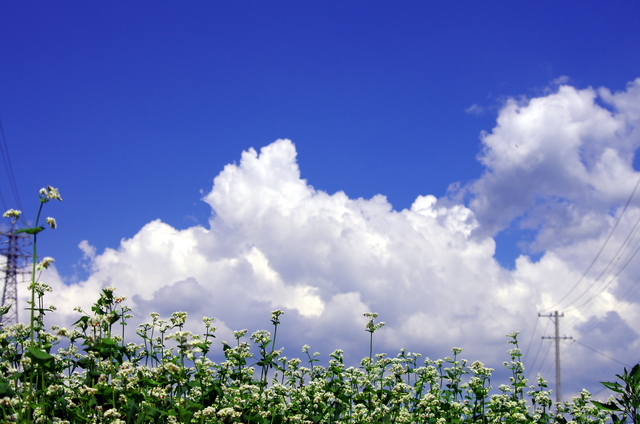 青空に蕎麦の花咲く_d0186245_311922.jpg