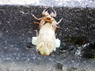 f0190545_4545589.jpg