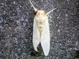 f0190545_4552713.jpg