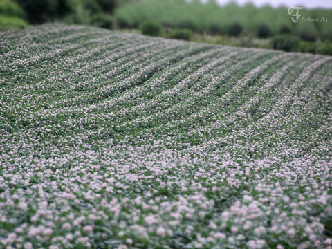 2011北海道~4日目・美瑛 四季彩の丘編_d0227246_11212624.jpg